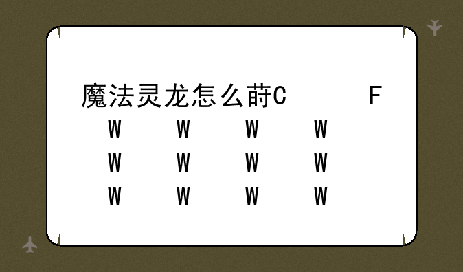 魔法灵龙怎么获得;魔法灵龙值得买吗
